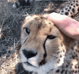 Cheetah Lick GIF