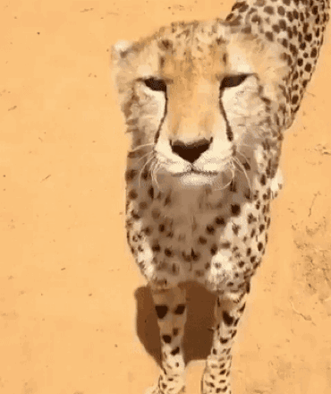 Cheetah Mad GIF