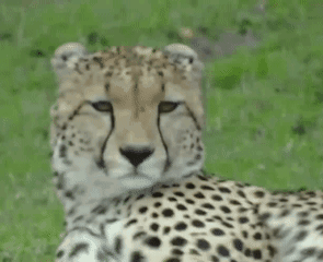 Cheetah Meow GIF