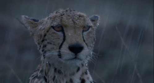 Cheetah Rain GIF