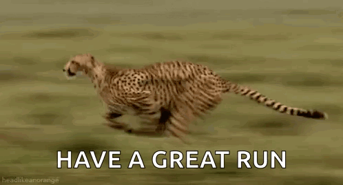 Cheetah Running GIF
