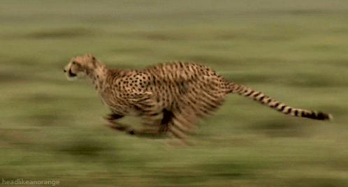 Cheetah Running GIF