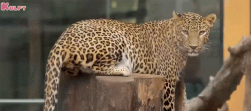 Cheetah Serious Look Cheetah GIF