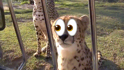 Cheetah Side Eye GIF