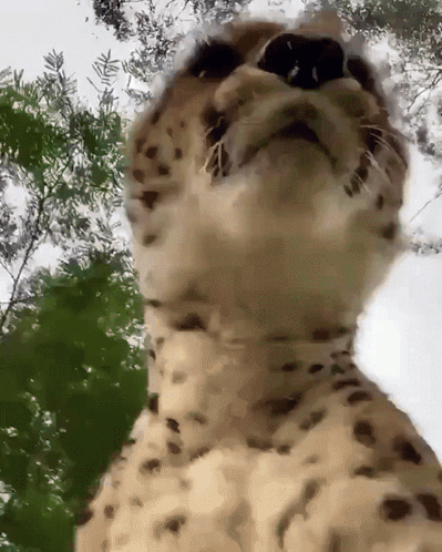 Cheetah GIF