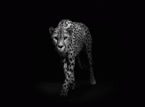 Cheetah Walking GIF