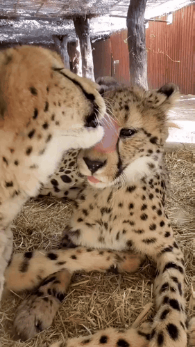 Cheetahs Licking GIF