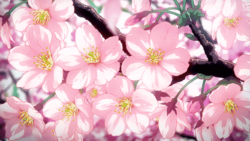 Cherry Blossom GIF