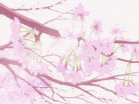 Cherry Blossoms GIF