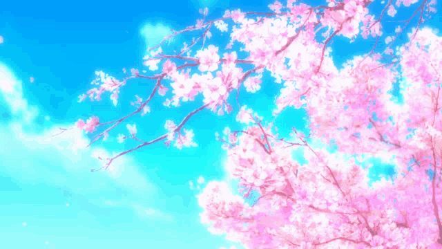 Cherryblossokm Meme