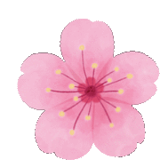 Cherryblossom Sticker