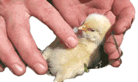 Chick The Pet Collective Sticker