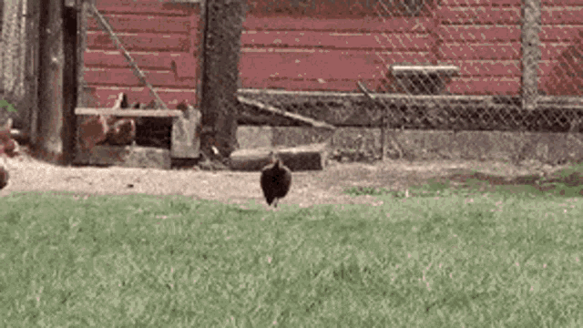 Chicken Chickens GIF