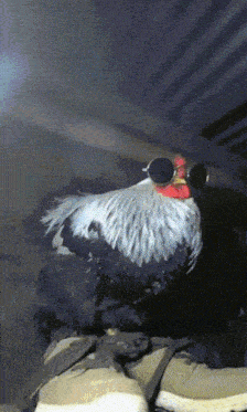 Chicken Rooster GIF