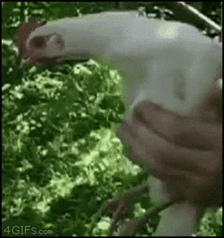 Chicken GIF