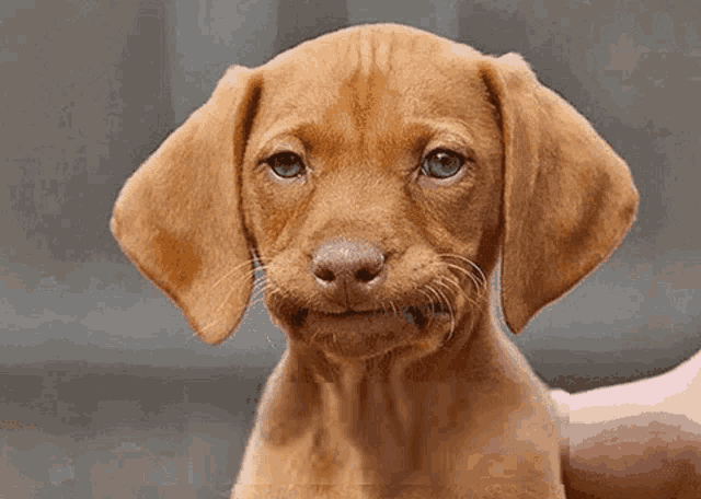 Chien Perplexe GIF