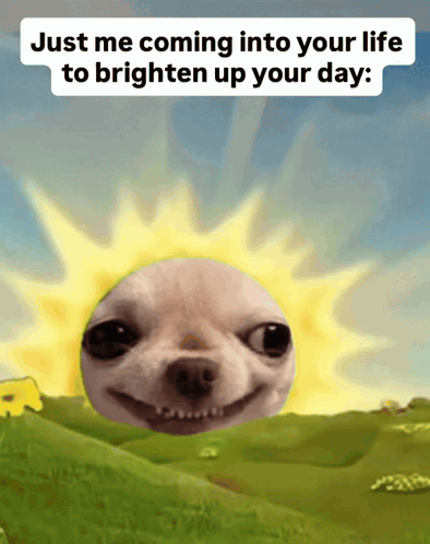 Chihuahua Meme Good Morning Sunshine GIF. This 394 x 498 animated GIF is part of our sun collection. Related themes include sunshine. Created by…
