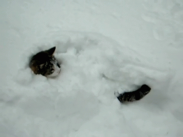 Chillin GIF. This 373 x 280 animated GIF is part of our lady and the tramp siamese cats collection. Related themes include cat, snow. View the original…