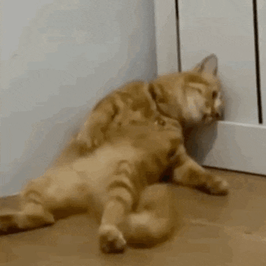 Chimmygifs Cat Meme GIF