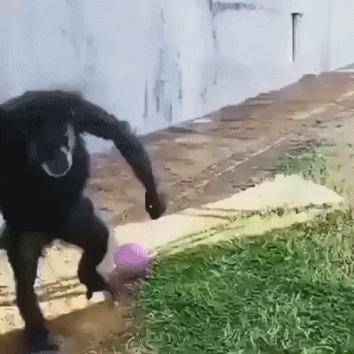 Chimp Chimpanzee GIF
