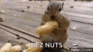 Chipmunk Nuts GIF
