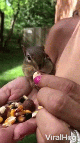 Chipmunk Viralhog GIF
