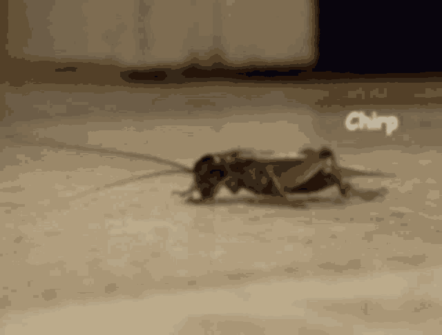 Chirp Cockroach GIF