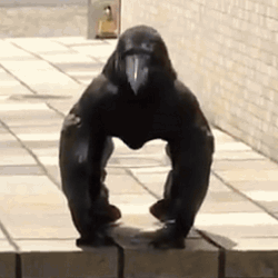 Chirpy The Chirpy The Crow Buff Crow Mongus The Anime GIF
