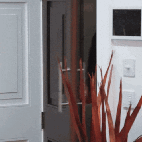 Chisola The Apprentice GIF