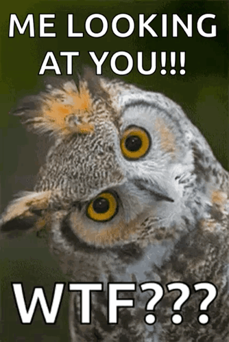 Chouette Pet GIF