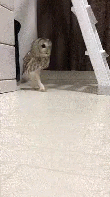 Chouette Sneaky GIF