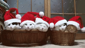 Christmas Cat Christmas Cats GIF. This 356 x 200 animated GIF is part of our guten morgen zweiter advent collection. Related themes include merry christmas…