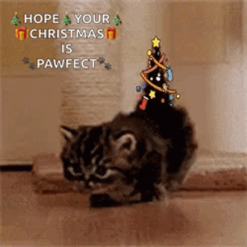 Christmas Cat GIF. This 498 x 498 animated GIF is part of our merry christmas ya filthy animal collection. Related themes include animal, cat, christmas…