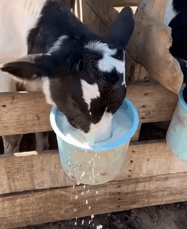 Chuck Cow GIF. This 382 x 468 animated GIF is part of our cow milk collection. Related themes include cow. Created by simon119403. View the original…