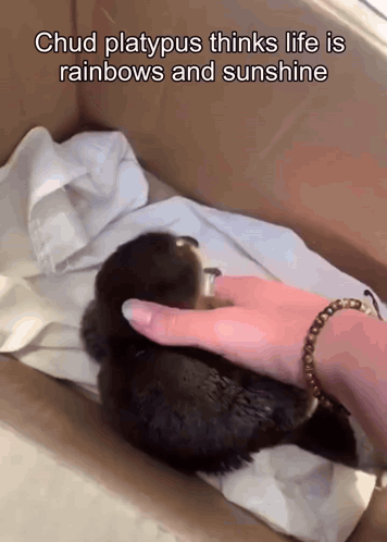 Chud Platypus Thinks Life Is Sunshine And Rainbows Meme GIF