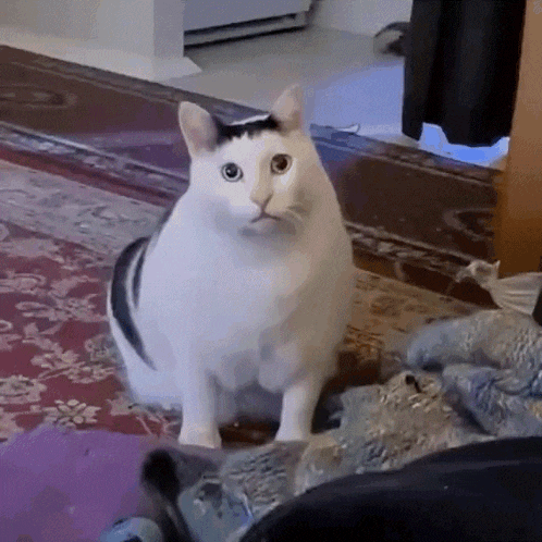 Chunky Cat Shocked GIF
