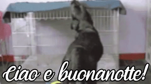 Ciao E Buonanotte Notte Sogni D'Oro A Domani Dormire Cane GIF