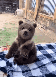 Ciao Hi GIF