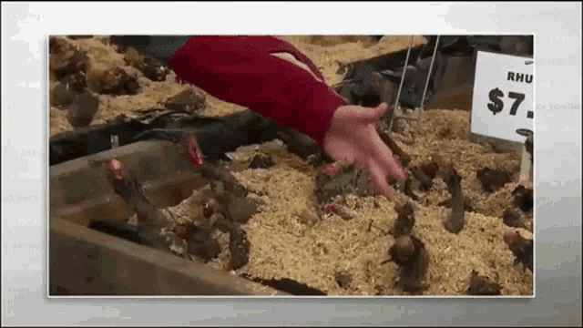 Ciscoe Gardening GIF