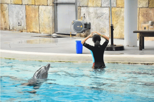 Claira Dolphin GIF
