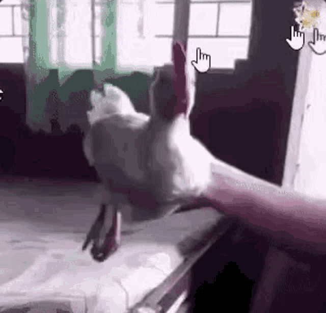 Cock Cock Inspection GIF