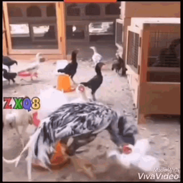 Cock GIF