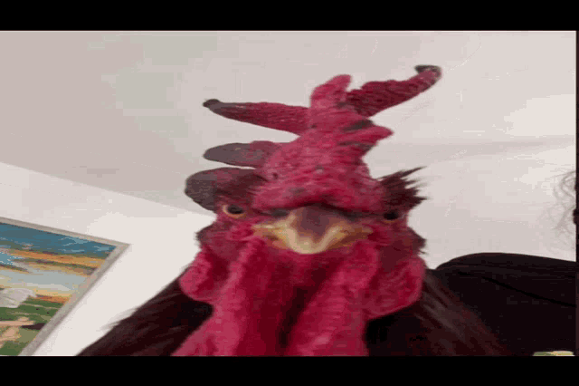 Cock GIF