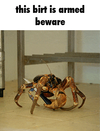 Coconut Coconut Crab GIF