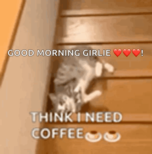 Coffee Good Morning GIF. This 491 x 498 animated GIF is part of our lustiger dienstag collection. Related themes include cat, coffee, good morning. Created…