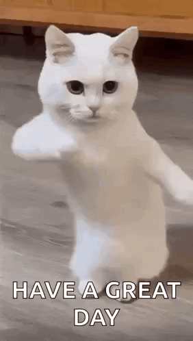 Col Fun Cat Have A Great Day GIF