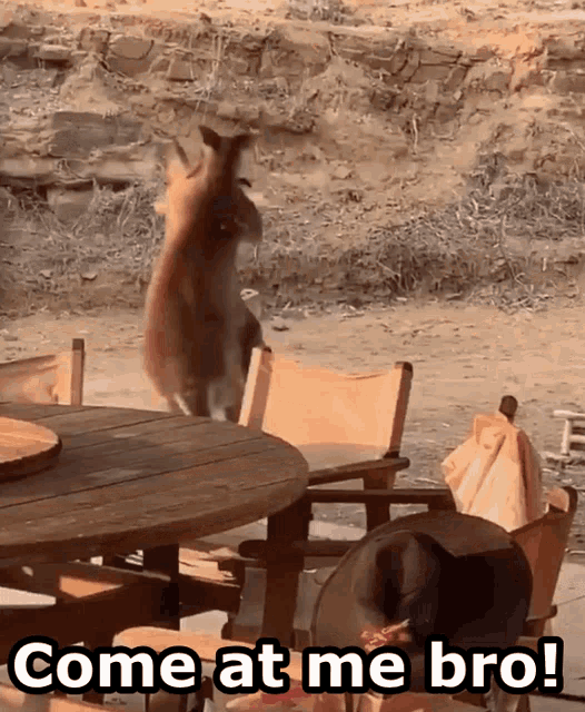 Come At Me Bro Fight Me GIF