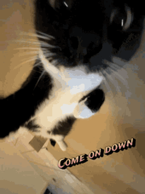 Come On GIF