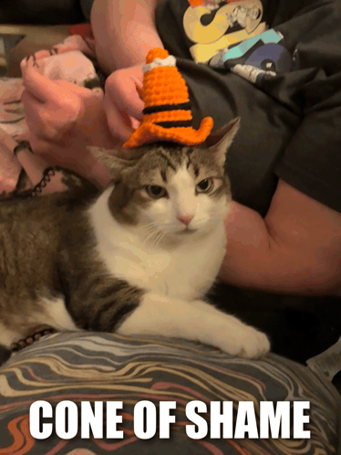 Cone Of Shame Cone Head GIF