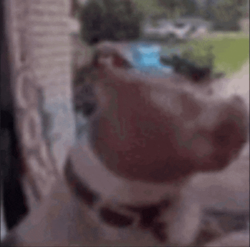 Confused Dog Breaking Fourth Wall GIF